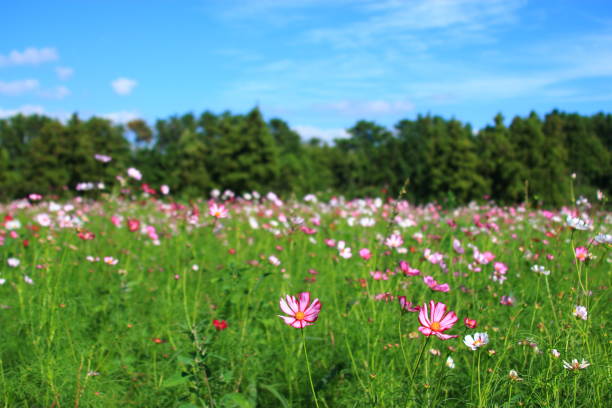 istock Hangmong historical site, flowers, Cosmos 1147894794