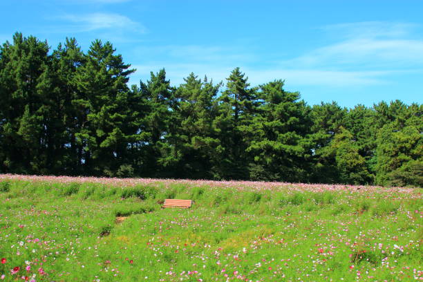 istock Hangmong historical site, flowers, Cosmos 1147894805