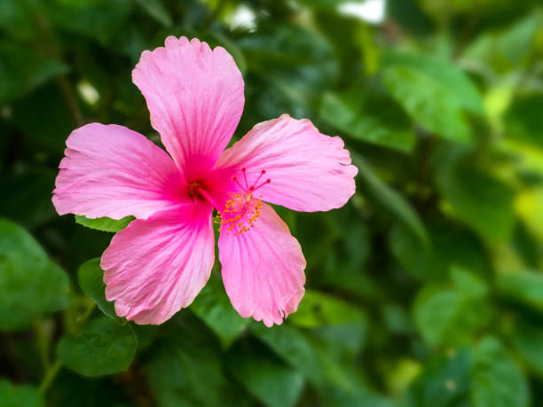istock Pink hibiscus flowers pink 01 1147898484