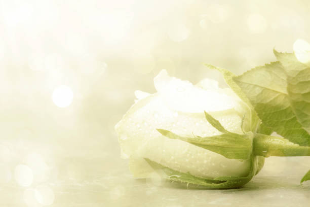 Close-up shot of the white rose head with drops of water on the petals
