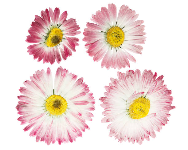 istock Pressed and dried flower daisy (marguerite). Isolated on white 1147899979