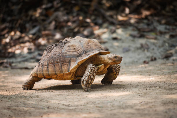 istock African spurred tortoise / Close up turtle walking 1147902453