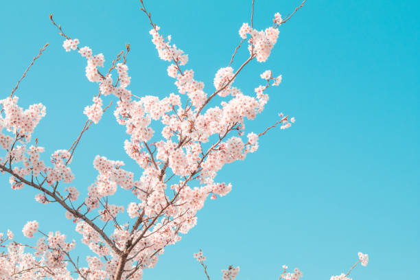 istock Beautiful cherry blossom sakura in spring time with blue sky  background in Japan. 1147912157