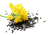 Rapeseed plant with yellow flowers and seeds. Mustard plant yellow blossom.