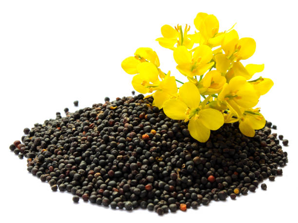 planta de colza con flores amarillas y semillas. planta de mostaza amarillo flor. flor de canola y canola aislada en blanco. - mustard flower fotografías e imágenes de stock