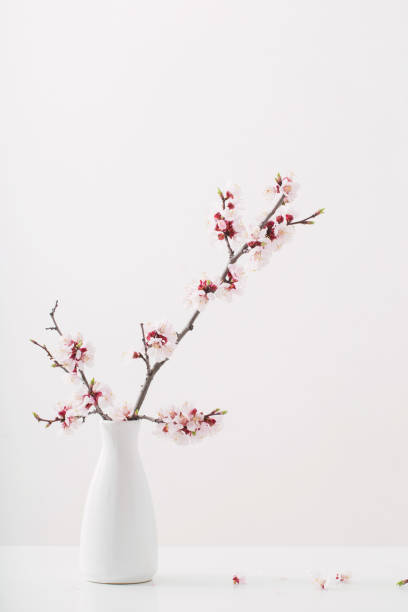 istock flowering cherry branch in  vase on white background 1147913574