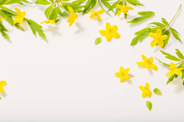 istock anemone buttercup spring flowers on white background 1147913608
