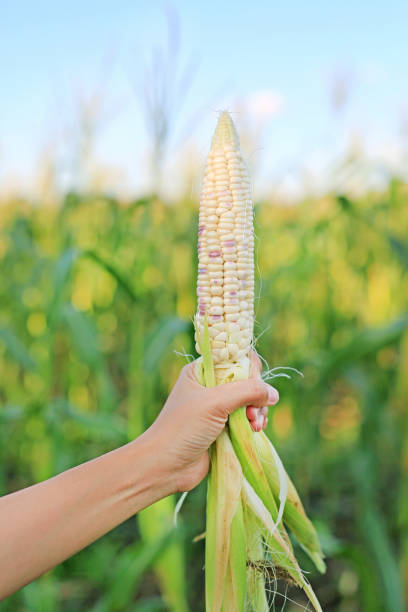 istock Farmer hand holding fresh peeling corn in agriculture plantation. 1147913630