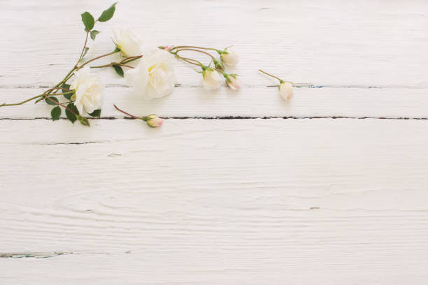 istock roses on white wooden background 1147913639