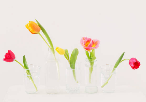 istock tulips in glass bottles on white background 1147914764