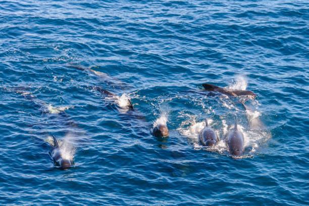 istock Long-Finned Pilot Whales in the Southern Atlantic Ocean 1147915503