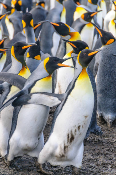istock King Penguins on Gold Harbour 1147915509