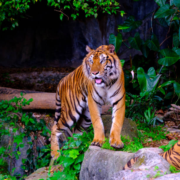 istock indochinese tiger in the open zoo 1147918004