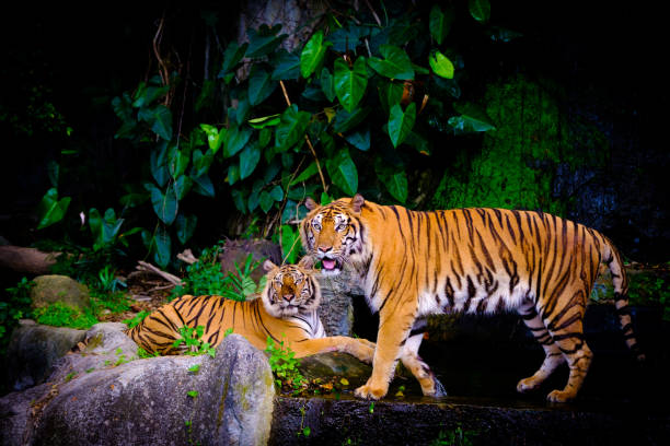 White Bengal Tiger in the forest of Darjeeling