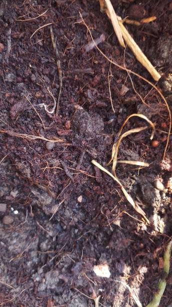 istock Organic soil - agriculture posts and news 1147918148