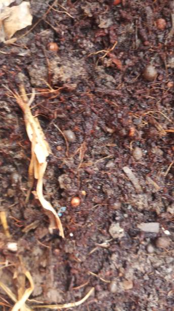 istock Organic soil - agriculture posts and news 1147918162