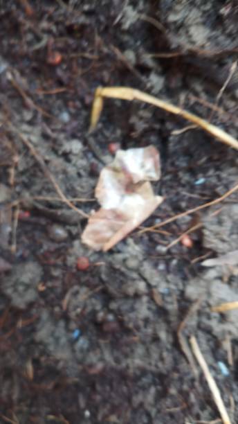 istock Organic soil - agriculture posts and news 1147918199