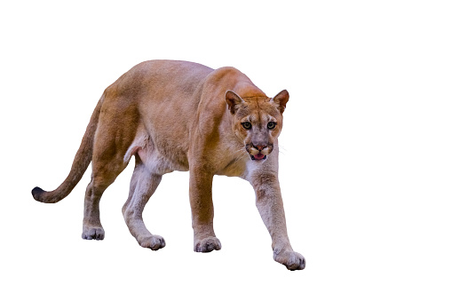 Puma Cougar Portrait On White Background Stock Photo - Download Image Now - Mountain  Lion, Mountain, Tree - iStock