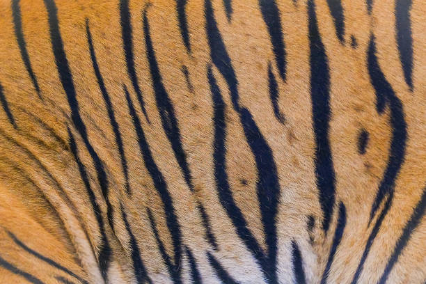 istock close up tiger skin texture background 1147919222