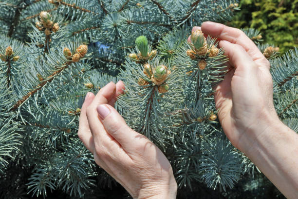 istock An elderly woman  gently hold in hand  a first spring blue fir  tree cones and needles 1147919272