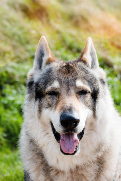 istock Wolf dog breed in close up 1147919364