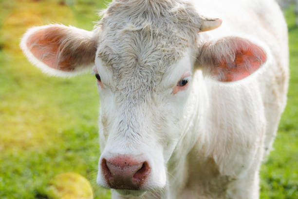 istock young Charolais cow in the pasture 1147920267
