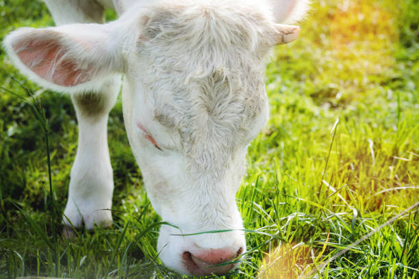 cow farming in the north of France