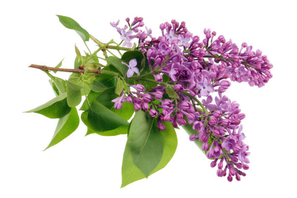 Flowers of light purple real lilac on small branches with leaves. Isolated stock photo