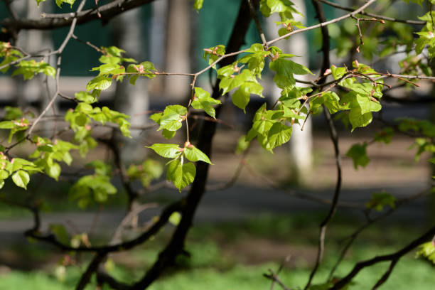 istock Fresh new leaves on a linden tree on a sunny spring day 1147921868