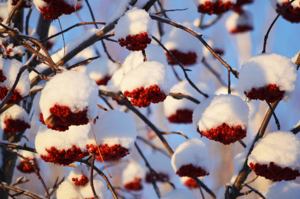 Mountain Ash red berries covered with snow in Fairbanks Alaska Mountain Ash red berries covered with snow in Fairbanks Alaska alaska us state photos stock pictures, royalty-free photos & images