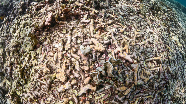 istock Damaged coral reef with coral rubble 1147921967