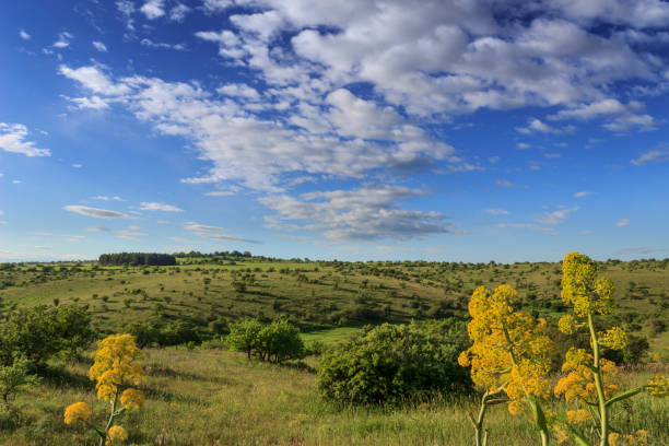 pagórkowaty krajobraz z niedojrzałym polem kukurydzy zdominowanym przez chmury: park narodowy alta murgia, apulia (włochy). - nimbostratus zdjęcia i obrazy z banku zdjęć