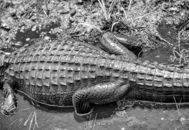 istock Overhead view of Alligator in the Everglades 1147923327