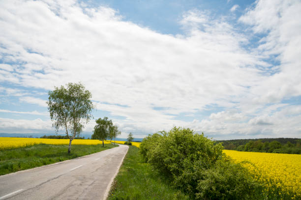 istock Local asphalt road in the field. Spring time. 1147923366