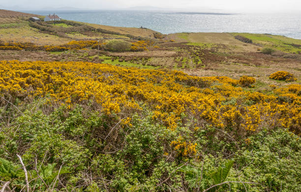 istock coastal scenery in Ireland 1147924052
