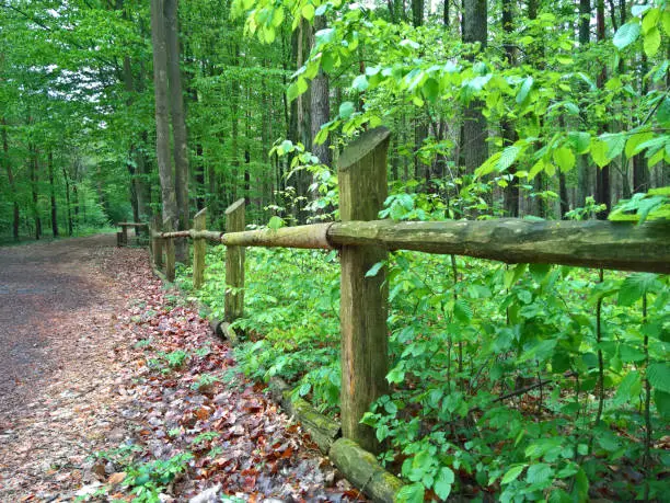 Wooden fence in the forest in spring