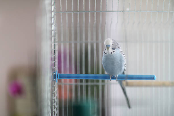 istock A wavy parrot sits  in a bird cage 1147926116