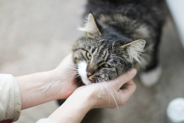 istock A happy face of a cat 1147926154