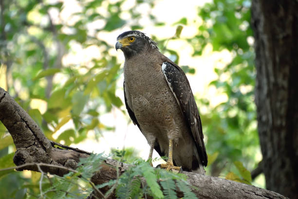 istock Corbett national tiger reserve forest 1147926162