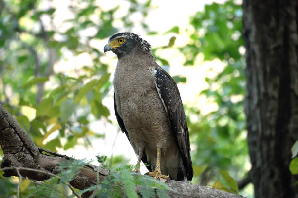 istock Corbett national tiger reserve forest 1147926228