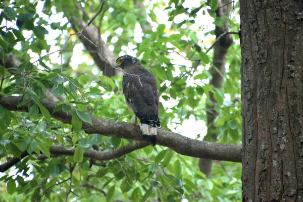 istock Corbett national tiger reserve forest 1147926244