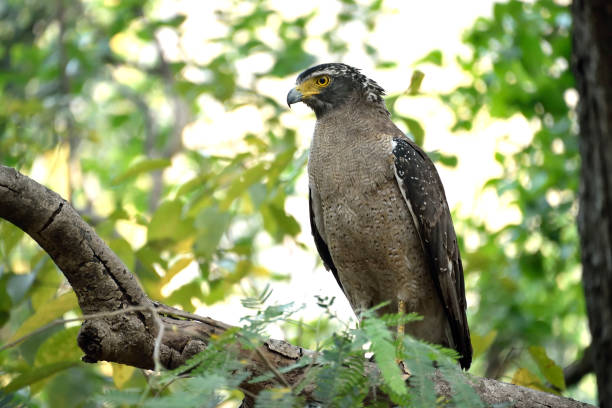 istock Corbett national tiger reserve forest 1147926249