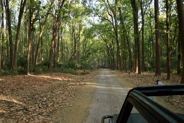 istock Corbett national tiger reserve forest 1147926315