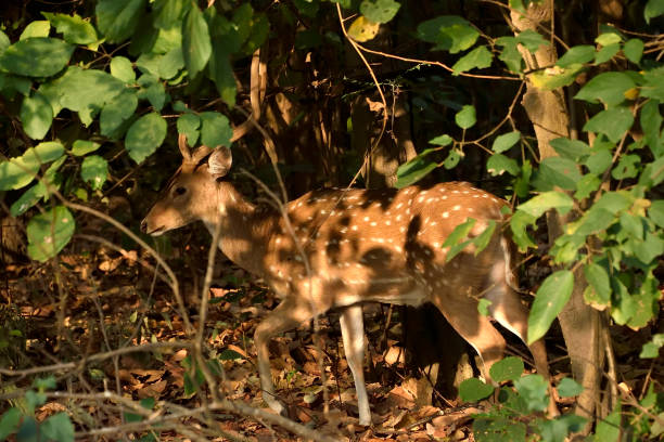 istock Corbett national tiger reserve forest 1147926665