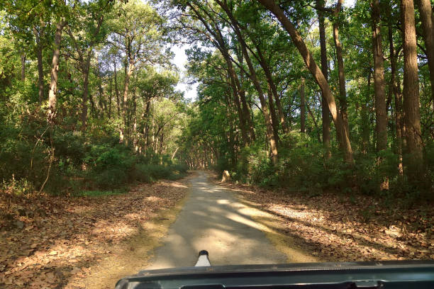 istock Corbett national tiger reserve forest 1147926715