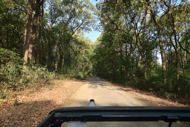 istock Corbett national tiger reserve forest 1147927312