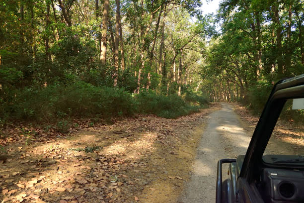 istock Corbett national tiger reserve forest 1147927380