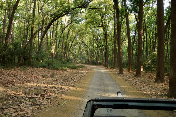 istock Corbett national tiger reserve forest 1147927391