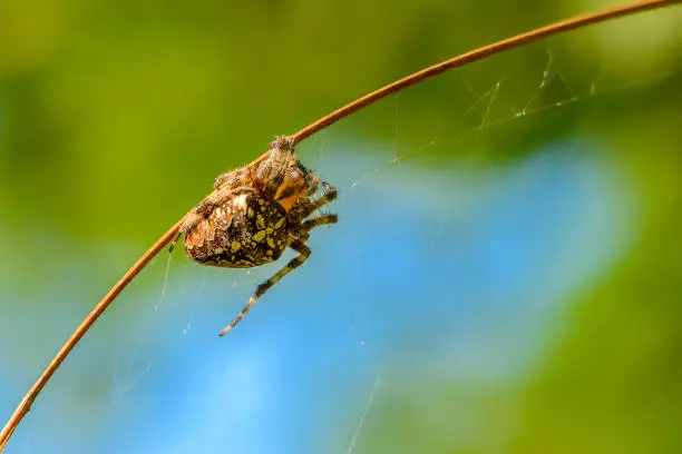 The female of the garden-spider weaves a web on a dry thin stalk