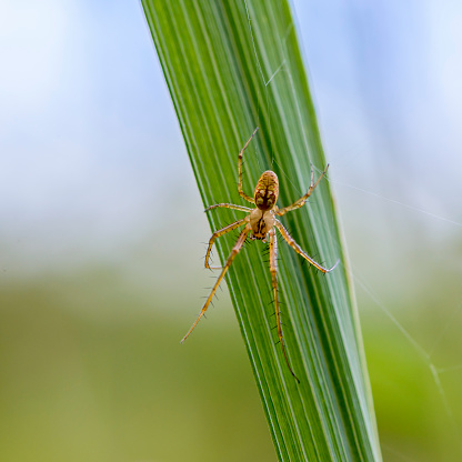 Female of spider metellina merianae sitting on a narrow sheet of grass